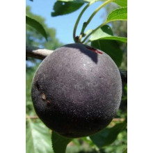 Абрикос Чорний Оксамит (середній) | Prunus armeniaca Chornyi Oksamyt (average) | Абрикос Черный Бархат (средний)