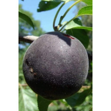 Абрикос Чорний Оксамит (середній) | Prunus armeniaca Chornyi Oksamyt (average) | Абрикос Черный Бархат (средний)