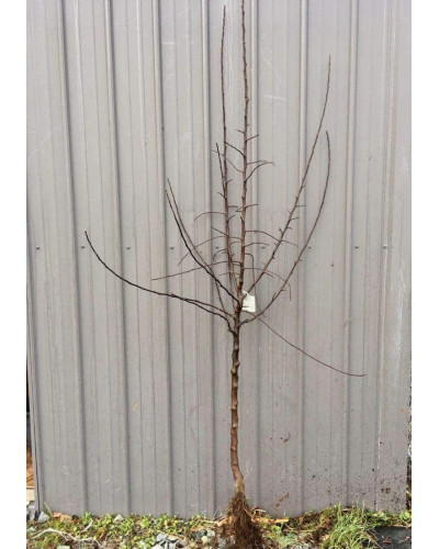 Абрикос Чорний Оксамит (середній) | Prunus armeniaca Chornyi Oksamyt (average) | Абрикос Черный Бархат (средний)