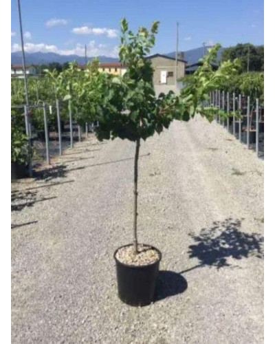 Абрикос Чорний Оксамит (середній) | Prunus armeniaca Chornyi Oksamyt (average) | Абрикос Черный Бархат (средний)