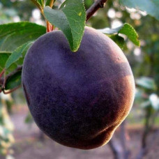 Абрикос Чорний Оксамит (середній) | Prunus armeniaca Chornyi Oksamyt (average) | Абрикос Черный Бархат (средний)