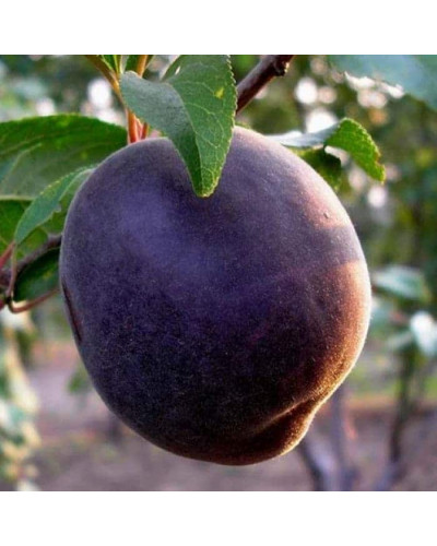 Абрикос Чорний Оксамит (середній) | Prunus armeniaca Chornyi Oksamyt (average) | Абрикос Черный Бархат (средний)