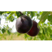 Абрикос Чорний Оксамит (середній) | Prunus armeniaca Chornyi Oksamyt (average) | Абрикос Черный Бархат (средний)