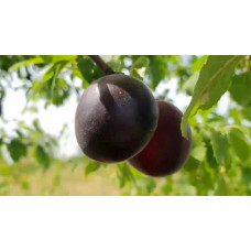 Абрикос Чорний Оксамит (середній) | Prunus armeniaca Chornyi Oksamyt (average) | Абрикос Черный Бархат (средний)