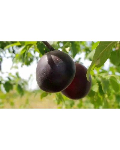 Абрикос Чорний Оксамит (середній) | Prunus armeniaca Chornyi Oksamyt (average) | Абрикос Черный Бархат (средний)