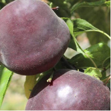 Абрикос Чорний Оксамит (середній) | Prunus armeniaca Chornyi Oksamyt (average) | Абрикос Черный Бархат (средний)