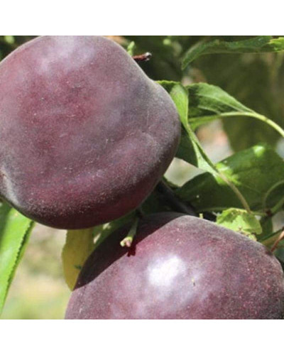 Абрикос Чорний Оксамит (середній) | Prunus armeniaca Chornyi Oksamyt (average) | Абрикос Черный Бархат (средний)