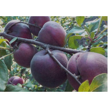 Абрикос Чорний Оксамит (середній) | Prunus armeniaca Chornyi Oksamyt (average) | Абрикос Черный Бархат (средний)