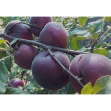 Абрикос Чорний Оксамит (середній) | Prunus armeniaca Chornyi Oksamyt (average) | Абрикос Черный Бархат (средний)