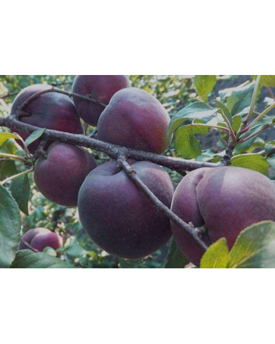 Абрикос Чорний Оксамит (середній) | Prunus armeniaca Chornyi Oksamyt (average) | Абрикос Черный Бархат (средний)