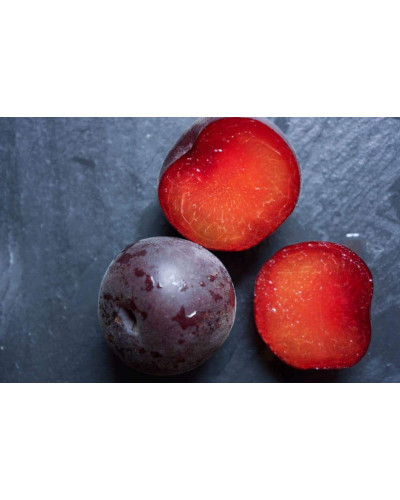 Абрикос Чорний Оксамит (середній) | Prunus armeniaca Chornyi Oksamyt (average) | Абрикос Черный Бархат (средний)