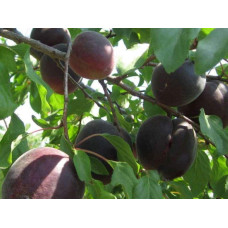 Абрикос Чорний Оксамит (середній) | Prunus armeniaca Chornyi Oksamyt (average) | Абрикос Черный Бархат (средний)