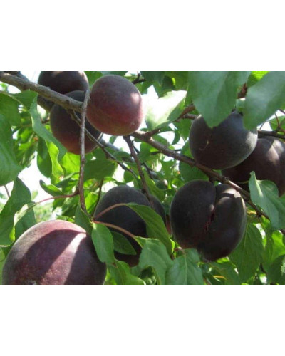 Абрикос Чорний Оксамит (середній) | Prunus armeniaca Chornyi Oksamyt (average) | Абрикос Черный Бархат (средний)