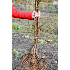 Абрикос Чорний Оксамит (середній) | Prunus armeniaca Chornyi Oksamyt (average) | Абрикос Черный Бархат (средний)
