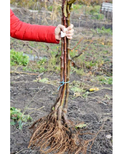 Абрикос Чорний Оксамит (середній) | Prunus armeniaca Chornyi Oksamyt (average) | Абрикос Черный Бархат (средний)