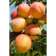 Абрикос Том Кот (ранній) | Абрикос Том Кот (ранний)  | Prunus armeniaca Tom Cot