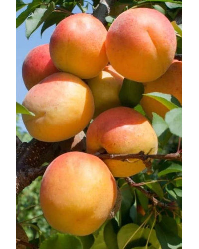 Абрикос Том Кот (ранній) | Абрикос Том Кот (ранний) | Prunus armeniaca Tom Cot
