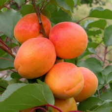 Абрикос Том Кот (ранній) | Абрикос Том Кот (ранний)  | Prunus armeniaca Tom Cot