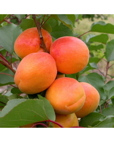 Абрикос Том Кот (ранній) | Абрикос Том Кот (ранний) | Prunus armeniaca Tom Cot