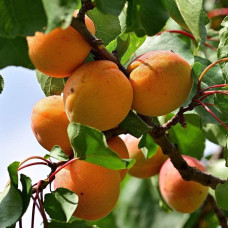 Абрикос Том Кот (ранній) | Абрикос Том Кот (ранний)  | Prunus armeniaca Tom Cot