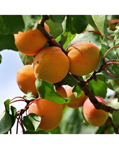 Абрикос Том Кот (ранній) | Абрикос Том Кот (ранний) | Prunus armeniaca Tom Cot