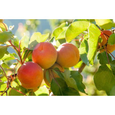 Абрикос Том Кот (ранній) | Абрикос Том Кот (ранний)  | Prunus armeniaca Tom Cot