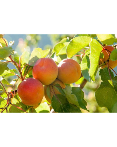 Абрикос Том Кот (ранній) | Абрикос Том Кот (ранний) | Prunus armeniaca Tom Cot