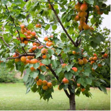 Абрикос Том Кот (ранній) | Абрикос Том Кот (ранний)  | Prunus armeniaca Tom Cot