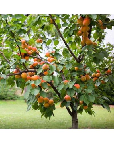 Абрикос Том Кот (ранній) | Абрикос Том Кот (ранний) | Prunus armeniaca Tom Cot