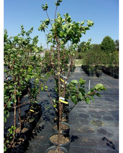 Абрикос Том Кот (ранній) | Абрикос Том Кот (ранний) | Prunus armeniaca Tom Cot