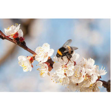 Абрикос Том Кот (ранній) | Абрикос Том Кот (ранний)  | Prunus armeniaca Tom Cot