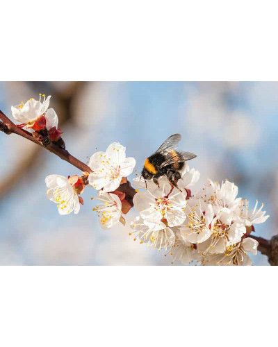 Абрикос Том Кот (ранній) | Абрикос Том Кот (ранний) | Prunus armeniaca Tom Cot