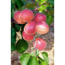 Абрикос Меджик Кот (ранній) | Prunus armeniaca Magic Cot (early) | Абрикос Меджик Кот (ранний)