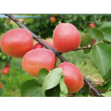Абрикос Меджик Кот (ранній) | Prunus armeniaca Magic Cot (early) | Абрикос Меджик Кот (ранний)