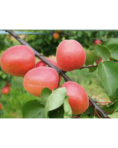 Абрикос Меджик Кот (ранній) | Prunus armeniaca Magic Cot (early) | Абрикос Меджик Кот (ранний)