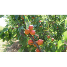 Абрикос Меджик Кот (ранній) | Prunus armeniaca Magic Cot (early) | Абрикос Меджик Кот (ранний)