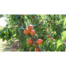 Абрикос Меджик Кот (ранній) | Prunus armeniaca Magic Cot (early) | Абрикос Меджик Кот (ранний)