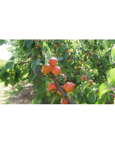 Абрикос Меджик Кот (ранній) | Prunus armeniaca Magic Cot (early) | Абрикос Меджик Кот (ранний)
