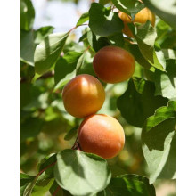 Абрикос Меджик Кот (ранній) | Prunus armeniaca Magic Cot (early) | Абрикос Меджик Кот (ранний)