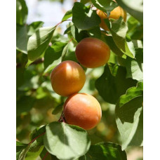 Абрикос Меджик Кот (ранній) | Prunus armeniaca Magic Cot (early) | Абрикос Меджик Кот (ранний)