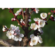 Абрикос Меджик Кот (ранній) | Prunus armeniaca Magic Cot (early) | Абрикос Меджик Кот (ранний)