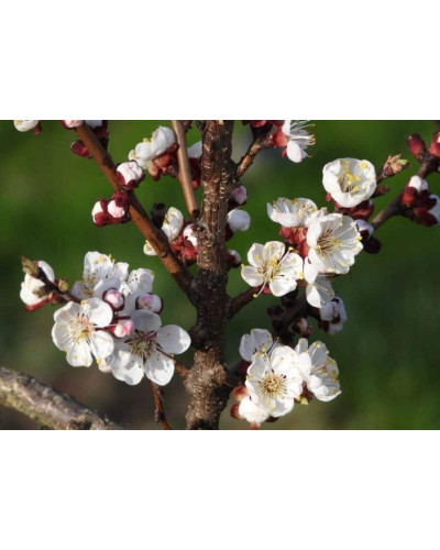 Абрикос Меджик Кот (ранній) | Prunus armeniaca Magic Cot (early) | Абрикос Меджик Кот (ранний)