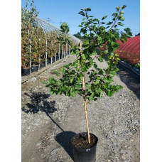 Абрикос Меджик Кот (ранній) | Prunus armeniaca Magic Cot (early) | Абрикос Меджик Кот (ранний)