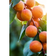 Абрикос колоновидний ‘Первайс’|Prunus columnar ‘Perwais’|Абрикос колоновидный ‘Первайс’