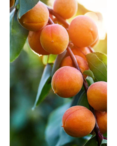 Абрикос колоновидний ‘Первайс’|Prunus columnar ‘Perwais’|Абрикос колоновидный ‘Первайс’