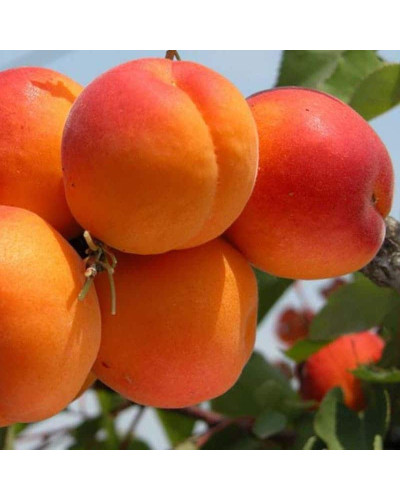 Абрикос колоновидний ‘Первайс’|Prunus columnar ‘Perwais’|Абрикос колоновидный ‘Первайс’