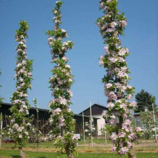 Абрикос колоновидний ‘Первайс’|Prunus columnar ‘Perwais’|Абрикос колоновидный ‘Первайс’
