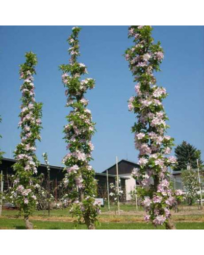 Абрикос колоновидний ‘Первайс’|Prunus columnar ‘Perwais’|Абрикос колоновидный ‘Первайс’