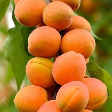 Абрикос колоновидний ‘Первайс’|Prunus columnar ‘Perwais’|Абрикос колоновидный ‘Первайс’