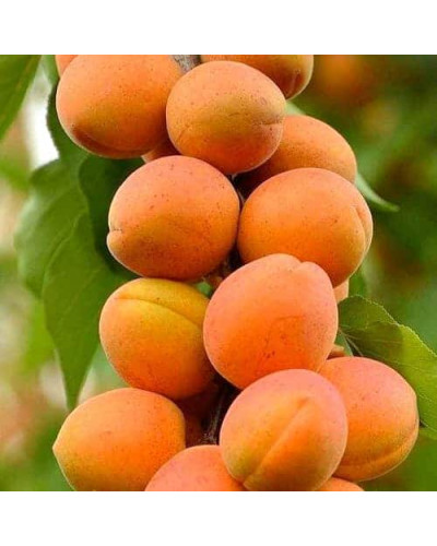 Абрикос колоновидний ‘Первайс’|Prunus columnar ‘Perwais’|Абрикос колоновидный ‘Первайс’